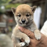 柴犬(豆柴)