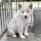 柴犬(豆柴)