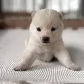 豆柴