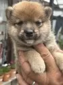 豆柴【大分県・男の子・2025年9月6日・赤】の写真6