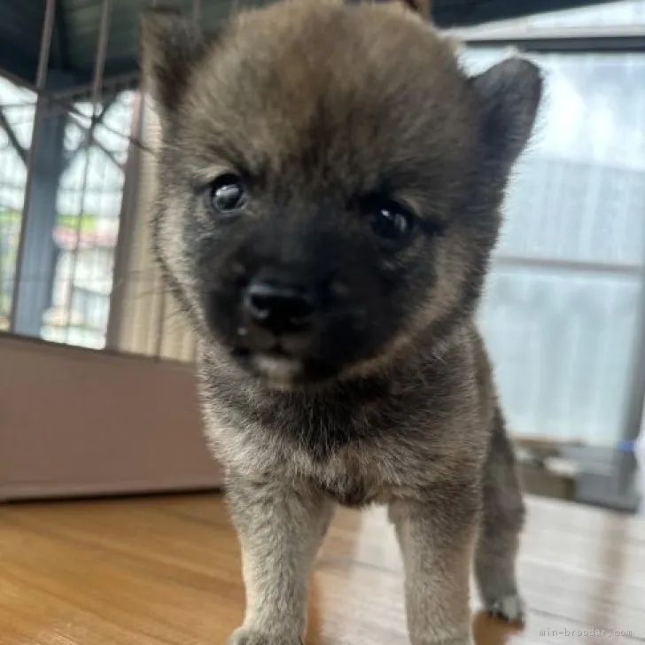 ID:2307-02319の子犬