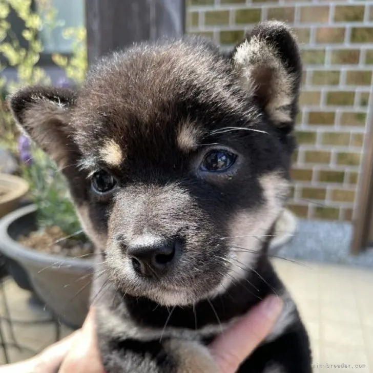 ID:2305-03868の子犬