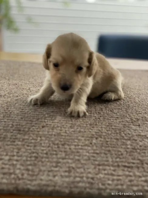 ヨッシー 様のお迎えした子犬