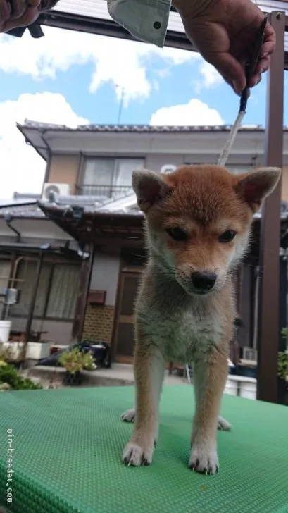 ID:1809-00398の子犬