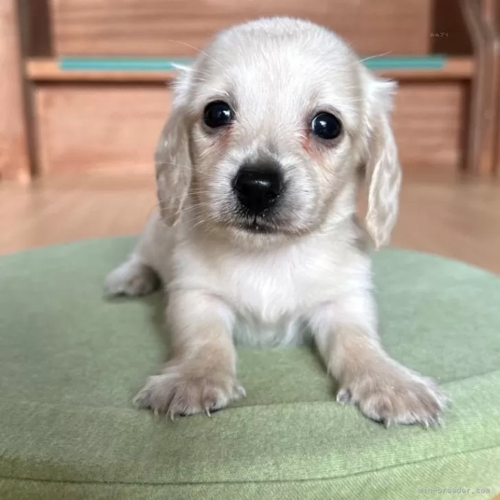 ID:2410-08133の子犬