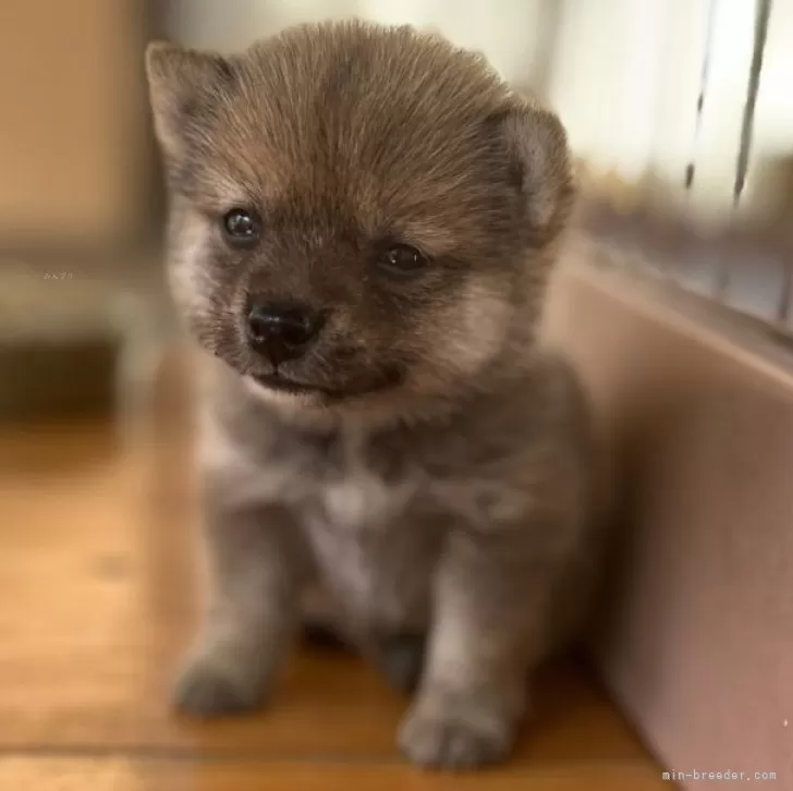 ID:2408-06567の子犬
