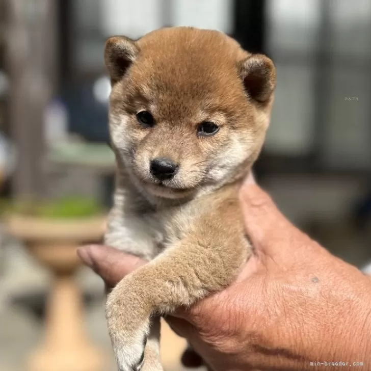ID:2402-06697の子犬