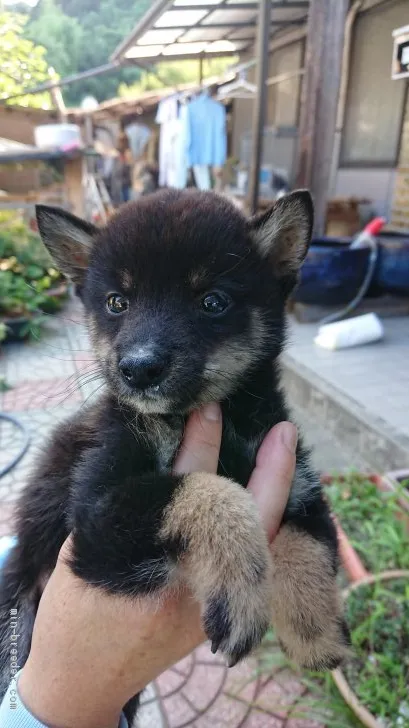 ID:1908-00581の子犬