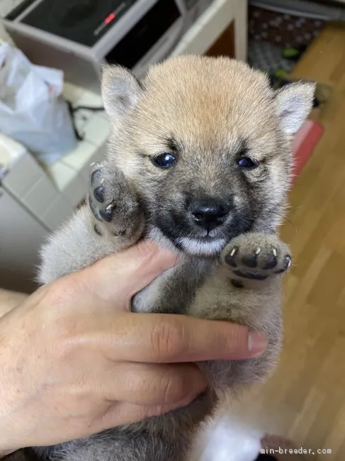 S.N.Y 様のお迎えした子犬