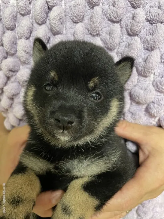 ID：2107-01186の子犬