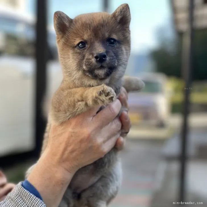ID：2312-00861の子犬