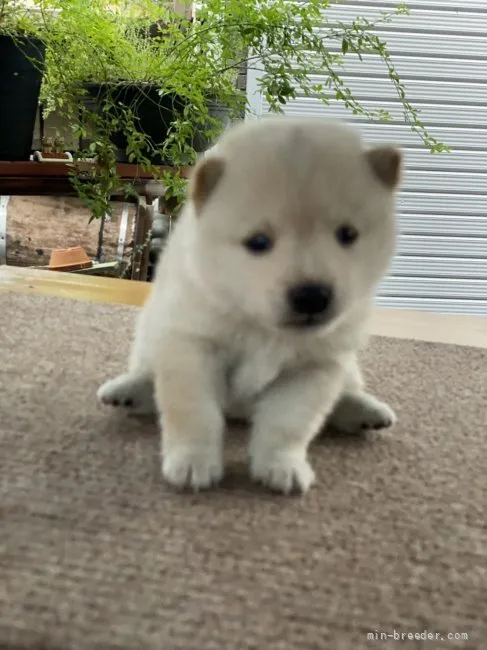 やっち 様のお迎えした子犬