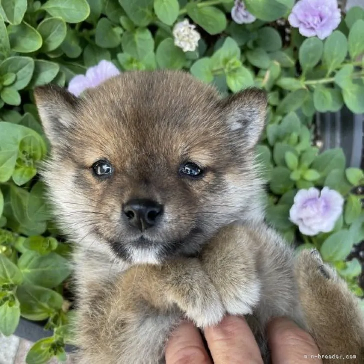 ID:2305-03869の子犬