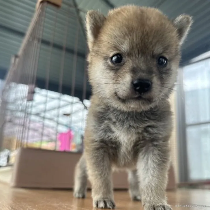 ID:2307-02316の子犬