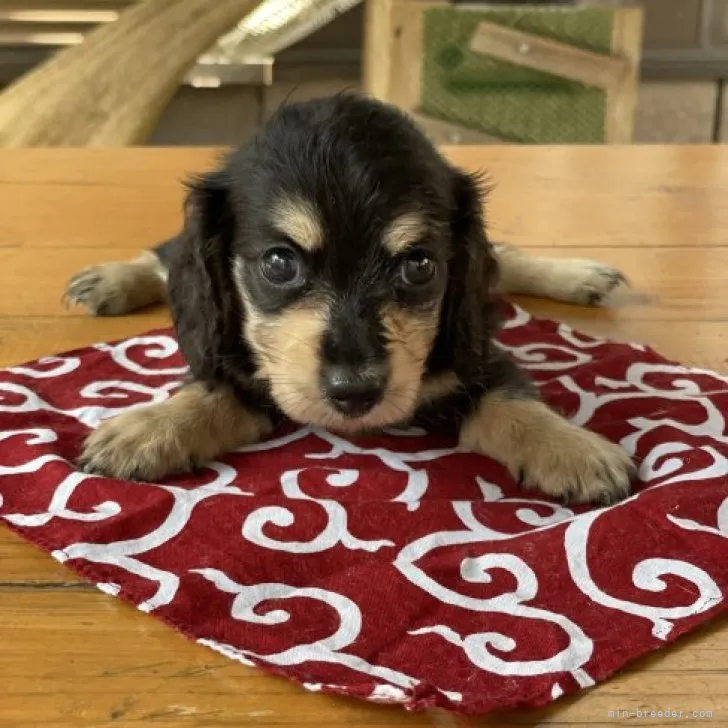 ID：2309-04263の子犬