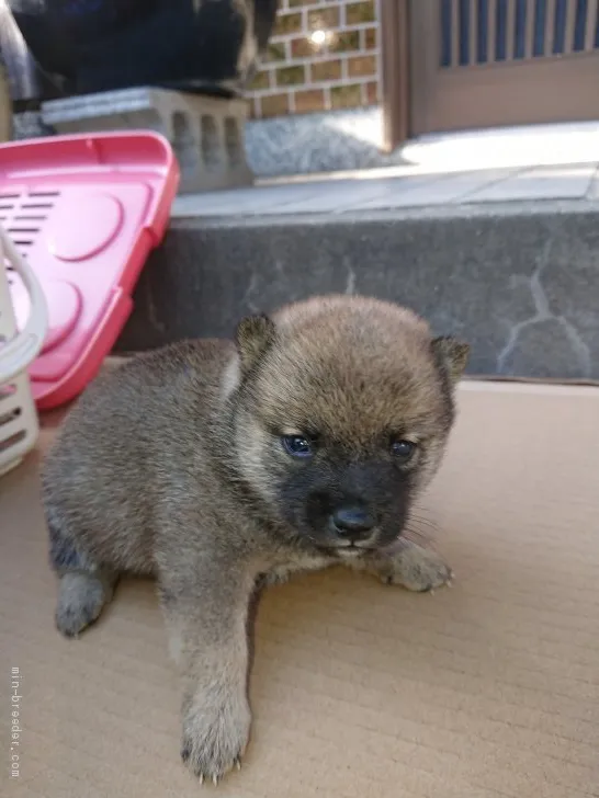 ID：1911-00081の子犬