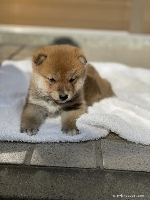 ID:2112-02810の子犬