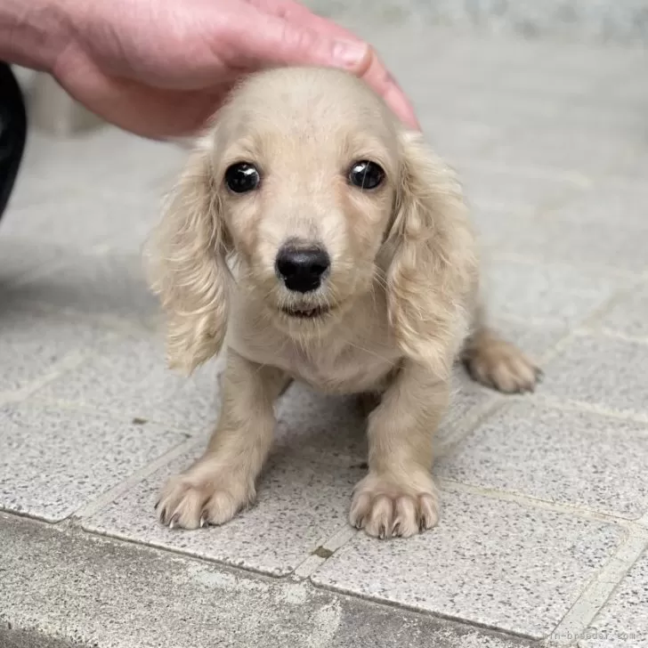 ma.torisato 様のお迎えした子犬