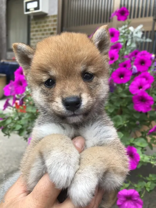 ID:2006-00036の子犬