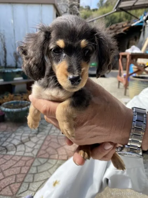 ID:2102-02108の子犬