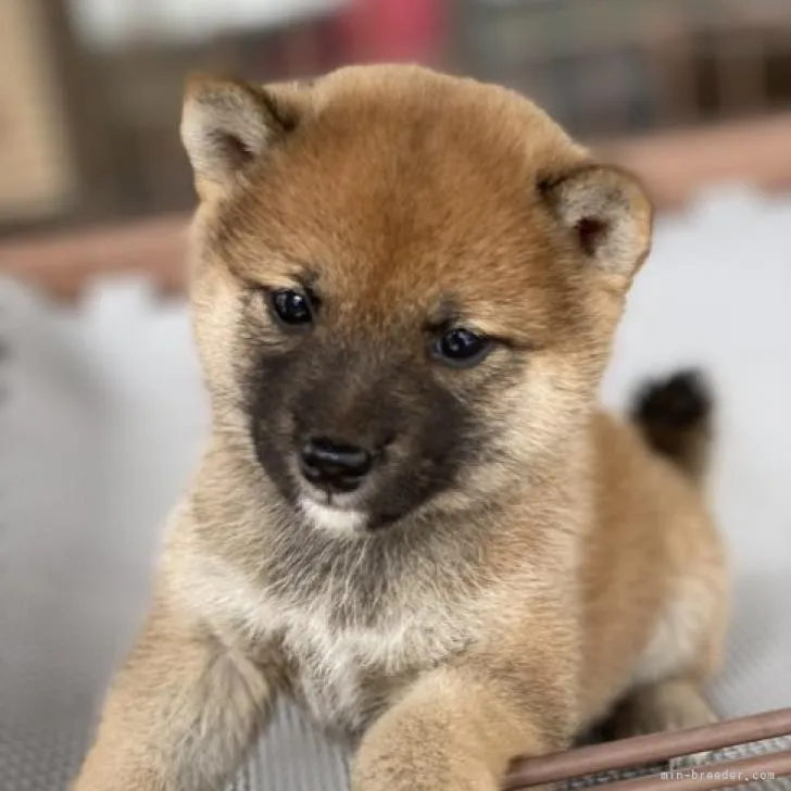 ID:2209-03825の子犬