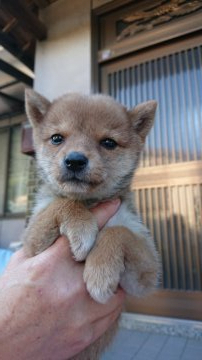 柴犬(豆柴)【大分県・女の子・2019年3月9日・赤】の写真「大人しく可愛らしいです 極小サイズです!!」