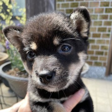 柴犬(豆柴)【大分県・女の子・2023年3月13日・黒】の写真「希少な黒豆ちゃん、可愛い女の仔♡」