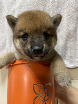 柴犬(豆柴)【大分県・女の子・2020年7月20日・赤】の写真「ウルウルした瞳が可愛い女の仔です☆」