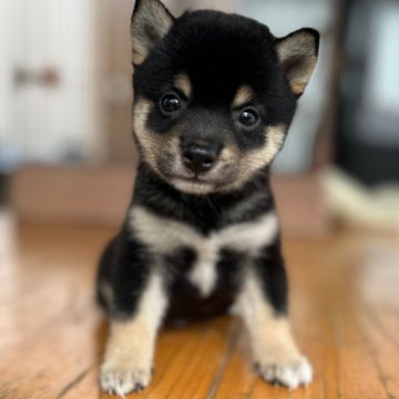 柴犬(豆柴)【大分県・男の子・2024年8月7日・黒】の写真「希少な黒豆柴☆可愛い男の仔☆」