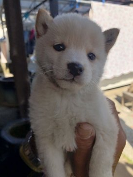 柴犬(豆柴)【大分県・男の子・2020年2月29日・白】の写真「まつ毛が長い美形さんです☆」