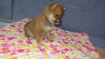 柴犬(豆柴)【大分県・女の子・2019年8月15日・赤】の写真「可愛らし女の子です」