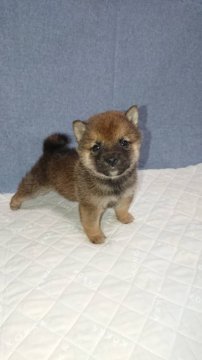 柴犬(豆柴)【大分県・男の子・2019年12月12日・赤】の写真「とても元気で可愛い男の仔です(^ ^)」