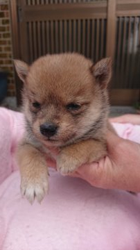 柴犬(豆柴)【大分県・女の子・2019年3月9日・赤】の写真「元気で可愛らしい女の子です 極小サイズです」