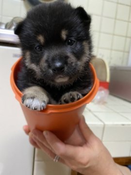 柴犬(豆柴)【大分県・男の子・2020年7月20日・黒】の写真「つぶらな瞳が可愛い希少な黒の男の仔☆」