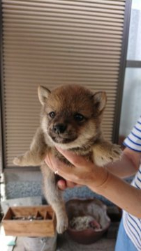 柴犬(豆柴)【大分県・男の子・2019年4月15日・赤】の写真「元気で可愛らしい男の子です、」