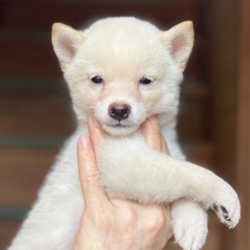 柴犬(豆柴)【大分県・男の子・2024年8月11日・白】の写真「希少な白豆柴☆小さな可愛い男の仔☆」