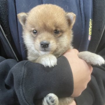 柴犬(豆柴)【大分県・男の子・2022年12月12日・赤】の写真「♡可愛い顔の男の仔♡」