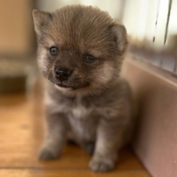 柴犬(豆柴)【大分県・女の子・2024年7月21日・赤】の写真「♡可愛い顔の小さな女の仔♡」