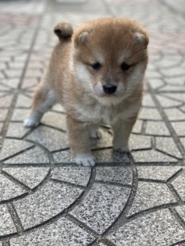 柴犬(豆柴)【大分県・女の子・2022年1月25日・赤】の写真「♡とても可愛い顔した女の仔♡」