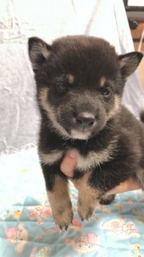 柴犬(豆柴)【大分県・男の子・2019年12月2日・黒】の写真「目がクリクリの可愛い男の子です」