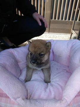 柴犬(豆柴)【大分県・女の子・2019年10月16日・赤】の写真「綺麗な赤色になると思います。」