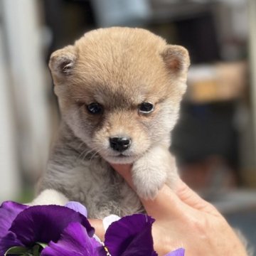 柴犬(豆柴)【大分県・女の子・2023年12月23日・赤】の写真「♡穏やかな可愛い女の仔♡」
