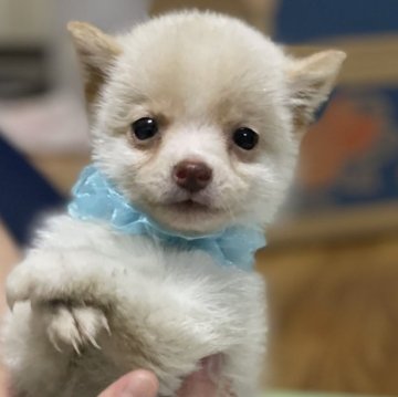 柴犬(豆柴)【大分県・男の子・2024年4月20日・白】の写真「希少な白豆柴☆小ぶりな可愛い男の仔☆」