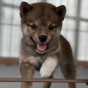 柴犬(豆柴)【大分県・女の子・2023年7月17日・赤】の写真「笑顔が可愛い女の仔♡」