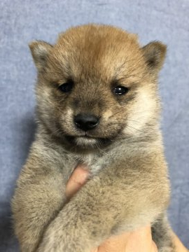 柴犬(豆柴)【大分県・男の子・2020年2月21日・赤】の写真「とっても可愛い仔犬です♡」