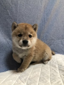 柴犬(豆柴)【大分県・男の子・2019年12月15日・赤】の写真「可愛い顔の男の仔です(^^)」