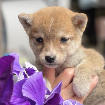 柴犬(豆柴)【大分県・男の子・2023年12月16日・赤】の写真「元気な可愛い男の仔♡」