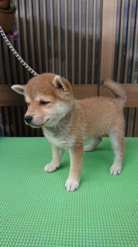 柴犬(豆柴)【大分県・男の子・2018年6月10日・赤】の写真「両親豆柴認定済。人懐っこくて甘えん坊な可愛い仔です」