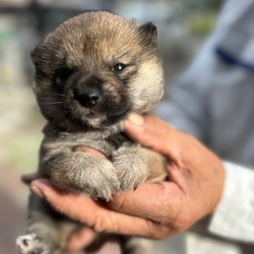 柴犬(豆柴)【大分県・男の子・2024年3月3日・赤】の写真「☆小ぶりな可愛い男の仔☆」