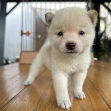 柴犬(豆柴)【大分県・男の子・2023年6月20日・白】の写真「お久しぶりの可愛い白豆ちゃん♡」